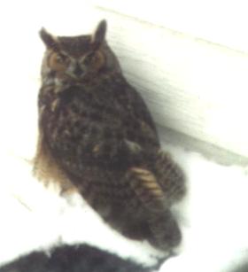 One of the owls of Owlcroft.